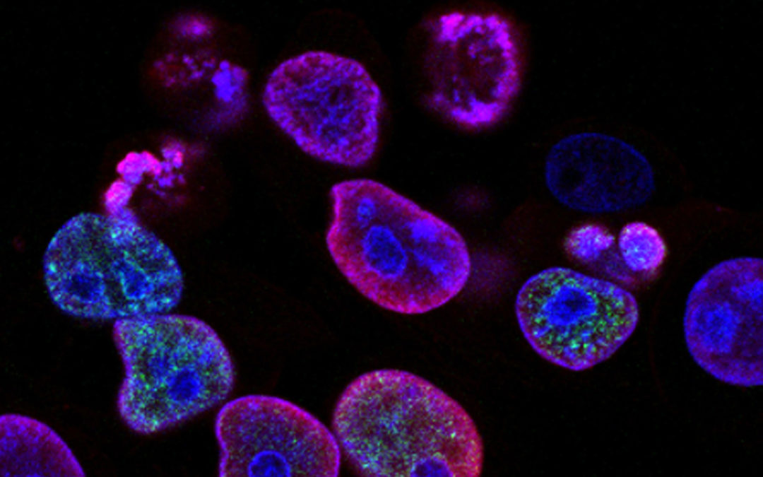 Cellule